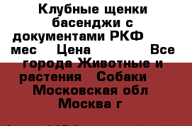 Клубные щенки басенджи с документами РКФ - 2,5 мес. › Цена ­ 20 000 - Все города Животные и растения » Собаки   . Московская обл.,Москва г.